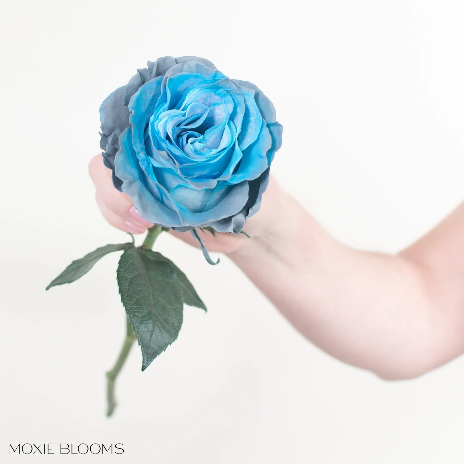 Aquamarine Novelty Roses