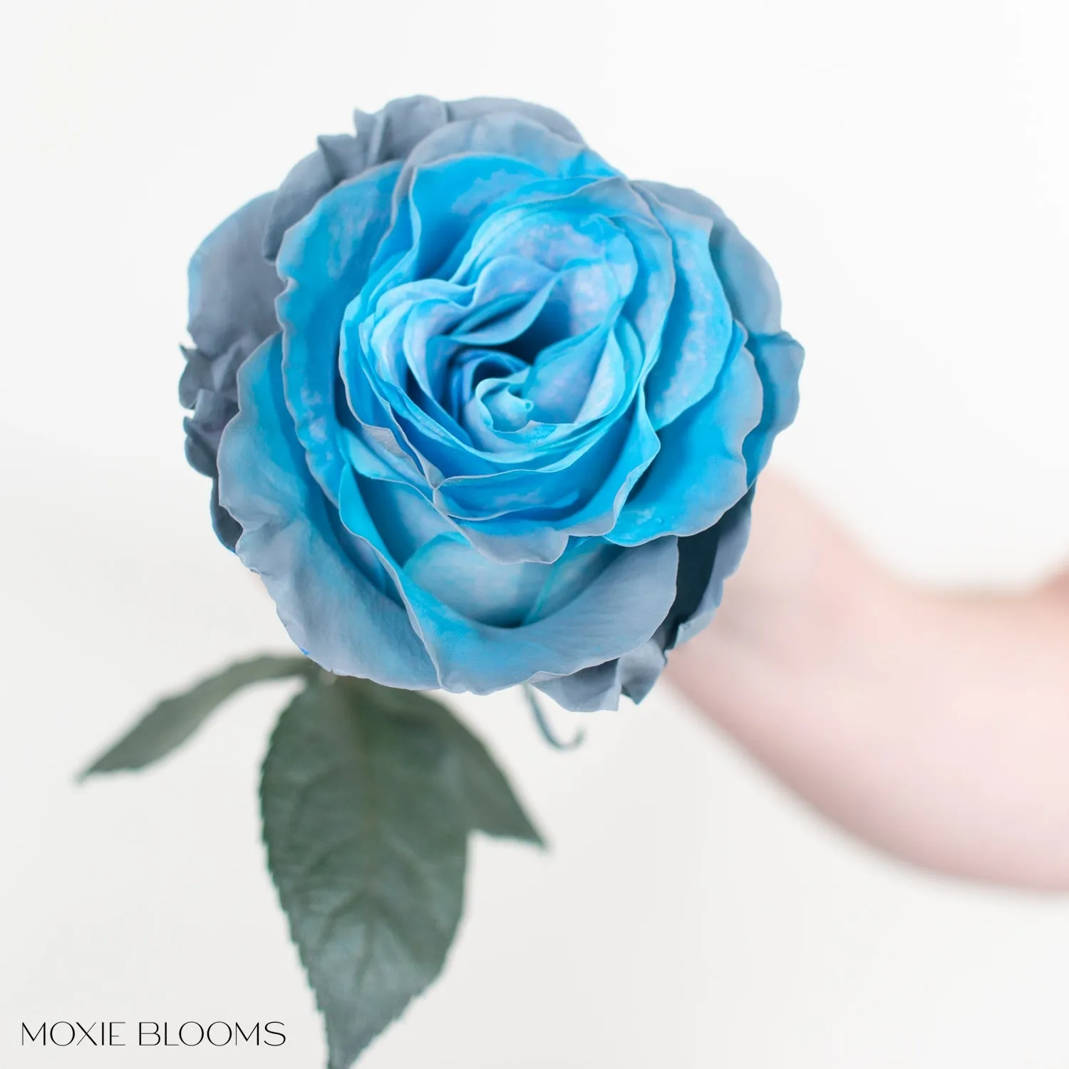 Aquamarine Novelty Roses